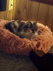 Reunited Female Cat last seen Near spring rd, Westerville, OH 43081