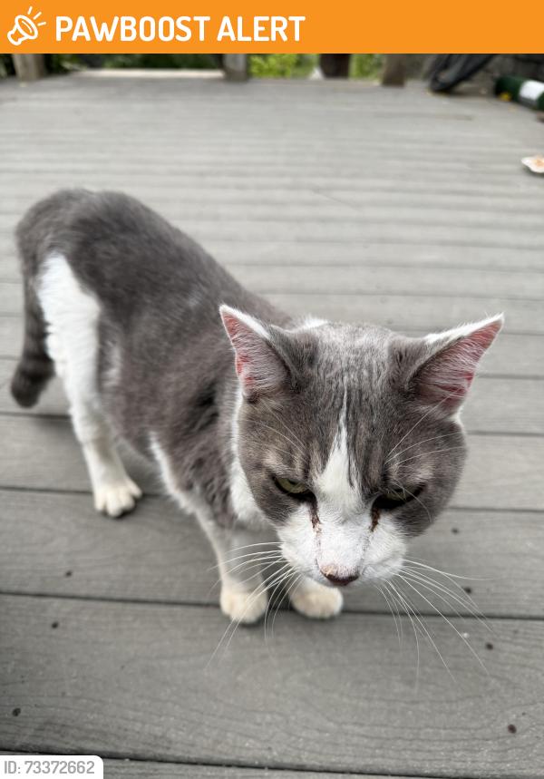 Found/Stray Unknown Cat last seen green Shanty Road, Hamilton County, TN 37363