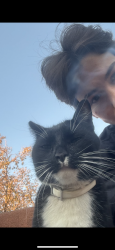 Lost Male Cat last seen 57th & Mcdowell, Phoenix, AZ 85035