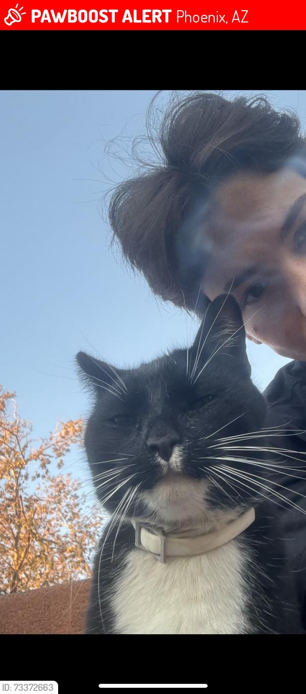 Lost Male Cat last seen 57th & Mcdowell, Phoenix, AZ 85035