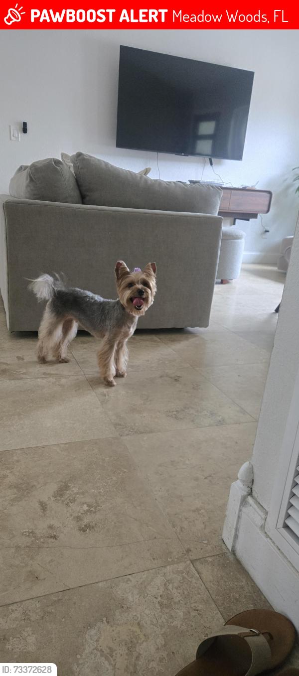 Lost Female Dog last seen Estación del tren, Meadow Woods, FL 32824