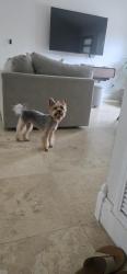 Lost Female Dog last seen Estación del tren, Meadow Woods, FL 32824