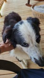 Reunited Male Dog last seen Kilpatrick St by the Bus Barn/Airport, Cleburne, TX 76033