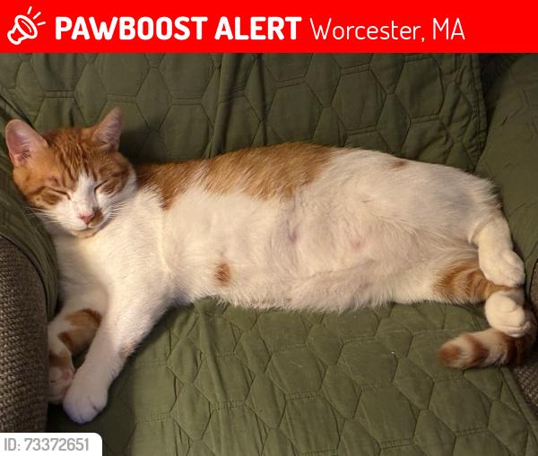 Lost Male Cat last seen Patch reservoir, Worcester, MA 01602