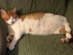 Lost Male Cat last seen Patch reservoir, Worcester, MA 01602