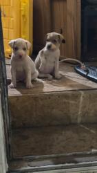 Lost Male Dog last seen Near Linda vista, Las Cruces, NM 88007