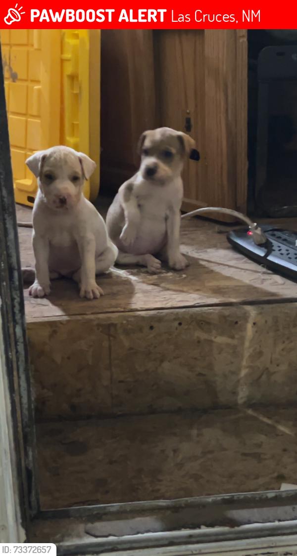 Lost Male Dog last seen Near Linda vista, Las Cruces, NM 88007