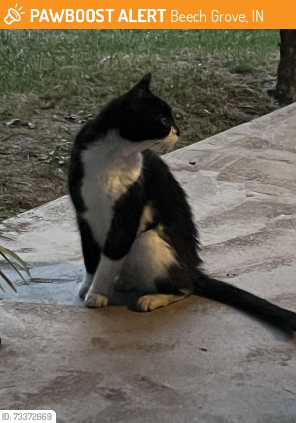 Found/Stray Unknown Cat last seen Sherman and Raymond, Beech Grove, IN 46107