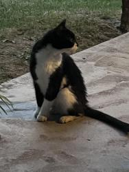 Found/Stray Unknown Cat last seen Sherman and Raymond, Beech Grove, IN 46107