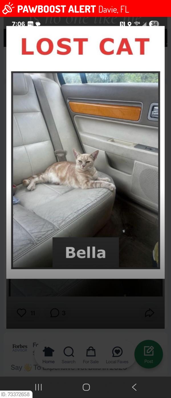 Lost Female Cat last seen Near SW 131 ave davie fl 33325, Davie, FL 33325