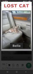 Lost Female Cat last seen Near SW 131 ave davie fl 33325, Davie, FL 33325