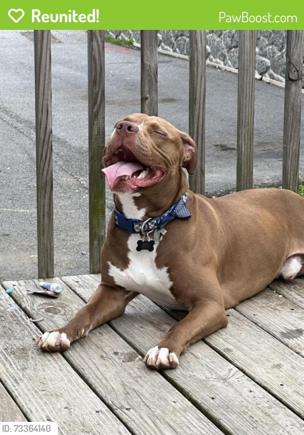 Reunited Male Dog last seen Roberts Kevin Okinawan Shorin-Ryu Karate, Asheville, NC 28704