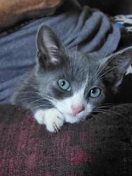 Reunited Male Cat last seen Moorhaven Dr, Shady Hills, FL 34610, USA, Shady Hills, FL 34610
