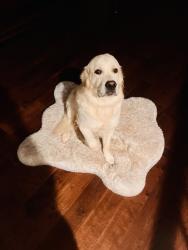 Lost Male Dog last seen Sewell Mill and Sandy Plains, Marietta, GA 30062