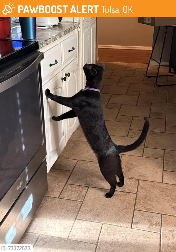 Found/Stray Unknown Cat last seen S Trenton Ave, Tulsa, Tulsa, OK 74136