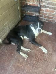 Found/Stray Male Dog last seen Marbella and lerida lane in Rio De Bella, Oklahoma City, OK 73173