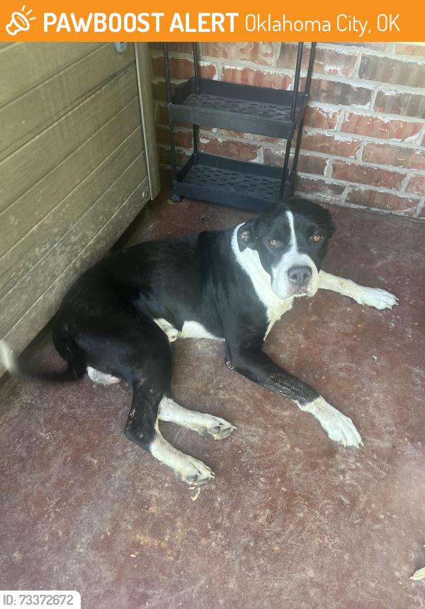 Found/Stray Male Dog last seen Marbella and lerida lane in Rio De Bella, Oklahoma City, OK 73173