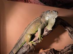 Lost Male Reptile last seen Near and 3841 Shannon Road, Los Feliz, Los Angeles, CA 90027