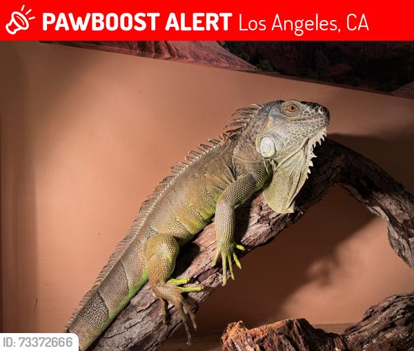 Lost Male Reptile last seen Near and 3841 Shannon Road, Los Feliz, Los Angeles, CA 90027