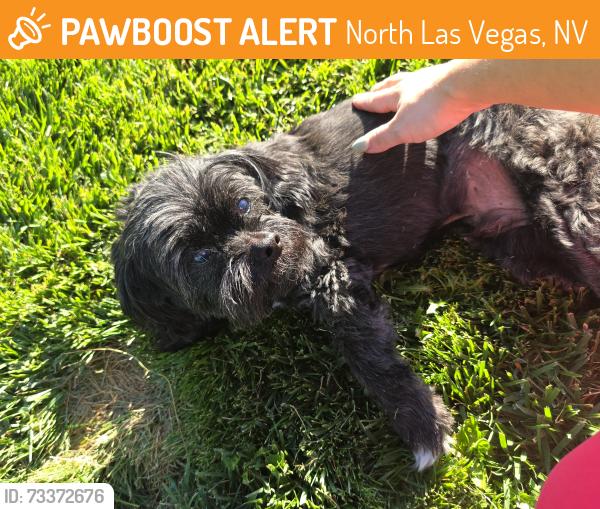 Found/Stray Male Dog last seen San Mateo Street and Altamira Cave De., North Las Vegas, NV 89031