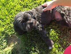 Found/Stray Male Dog last seen San Mateo Street and Altamira Cave De., North Las Vegas, NV 89031