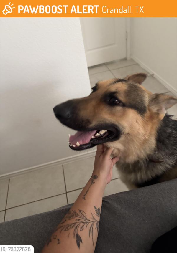 Found/Stray Male Dog last seen Highbridge and crestone, Crandall, TX 75114