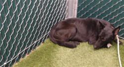 Shelter Stray Female Dog last seen , 11258 Garfield Ave, Downey, CA 90242, USA