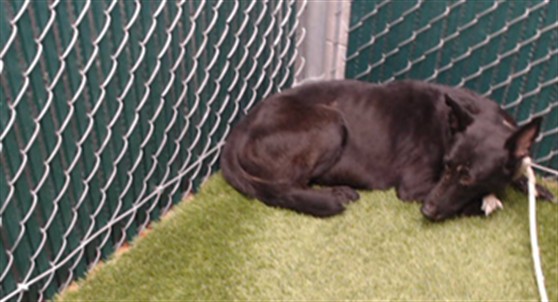 Shelter Stray Female Dog last seen , 11258 Garfield Ave, Downey, CA 90242, USA