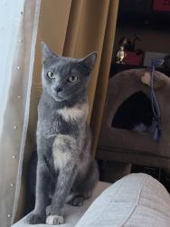 Lost Female Cat last seen 29th Knight st, Vancouver, BC V5N 3N1