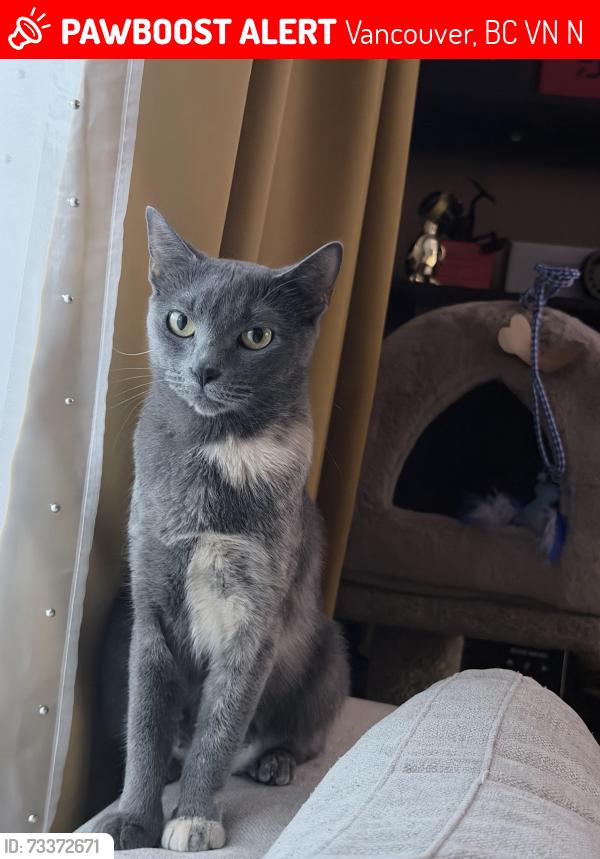 Lost Female Cat last seen 29th Knight st, Vancouver, BC V5N 3N1
