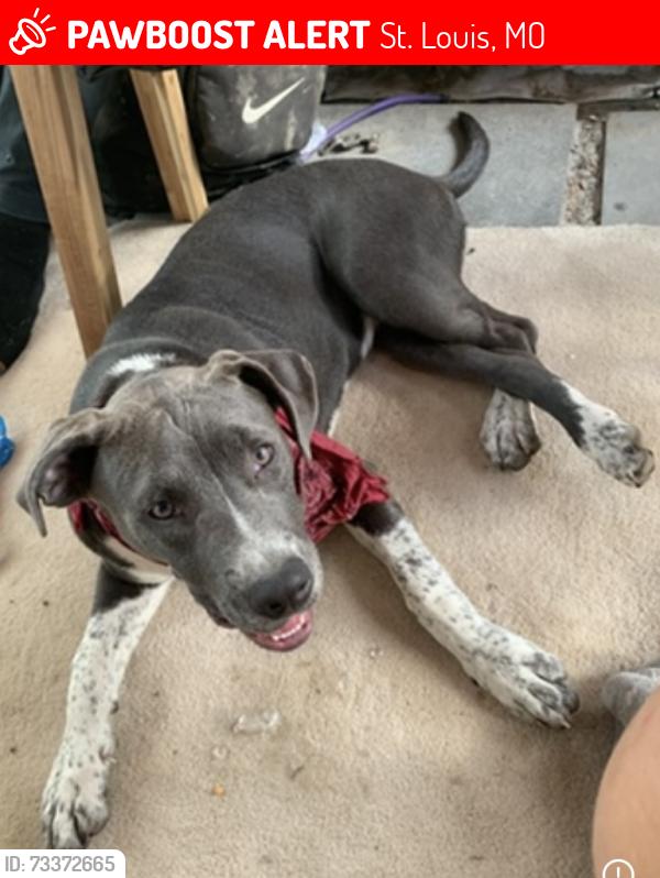 Lost Female Dog last seen S 1st Street & Cedar Street 63102, St. Louis, MO 63102