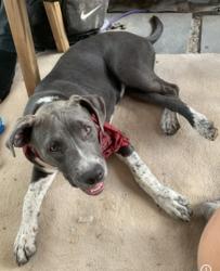 Lost Female Dog last seen S 1st Street & Cedar Street 63102, St. Louis, MO 63102