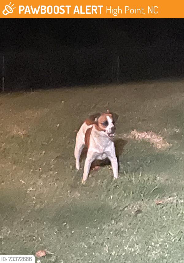 Found/Stray Unknown Dog last seen Boyce ave, High Point, NC 27262