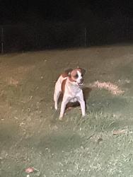 Found/Stray Unknown Dog last seen Boyce ave, High Point, NC 27262
