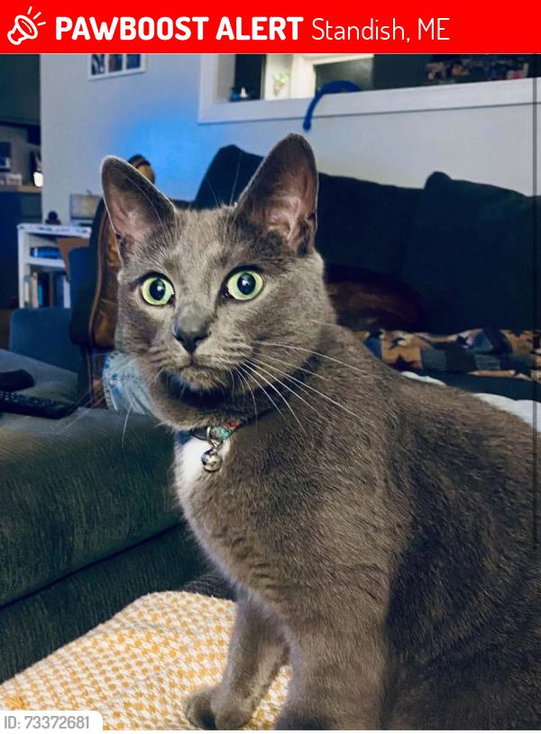 Lost Female Cat last seen Woodland Ave, Steep Falls Maine, Standish, ME 04085