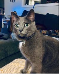 Lost Female Cat last seen Woodland Ave, Steep Falls Maine, Standish, ME 04085