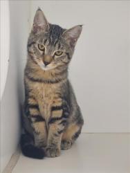 Shelter Stray Female Cat last seen ABANDONED AT SHELTER, 16 Barnes Ct, Hayward, CA 94544, USA
