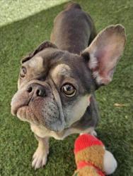 Shelter Stray Female Dog last seen WINTON/HESPERIAN, 16 Barnes Ct, Hayward, CA 94544, USA