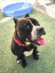 Shelter Stray Female Dog last seen WHITMAN ST, 16 Barnes Ct, Hayward, CA 94544, USA