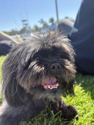 Lost Male Dog last seen Lyndsey park, Escondido, CA 92046