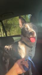 Lost Male Dog last seen In a neighborhod, New Port Richey, FL 34654