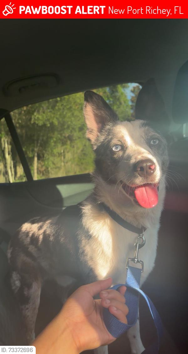 Lost Male Dog last seen In a neighborhod, New Port Richey, FL 34654