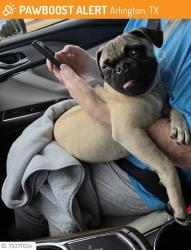 Reunited Male Dog last seen University & Fielder in Arlington, TX, Arlington, TX 76013