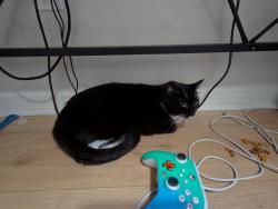 Found/Stray Unknown Cat last seen Woodstock rd, Roswell, GA 30075