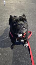 Reunited Female Dog last seen Iowa St, Sunnyvale, CA 94086