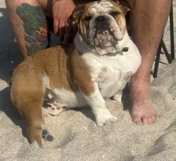 Lost Male Dog last seen Miami gardens, Miami Gardens, FL 33056