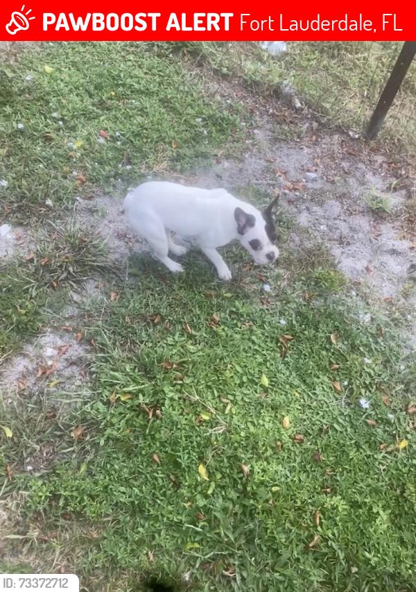 Lost Female Dog last seen Near Sw 13ct Fort Lauderdale 33312, Fort Lauderdale, FL 33312