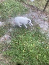 Lost Female Dog last seen Near Sw 13ct Fort Lauderdale 33312, Fort Lauderdale, FL 33312