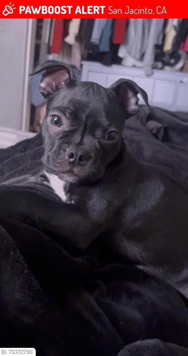 Lost Male Dog last seen Near La Boca St, San Jacinto, San Jacinto, CA 92582