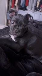 Lost Male Dog last seen Near La Boca St, San Jacinto, San Jacinto, CA 92582
